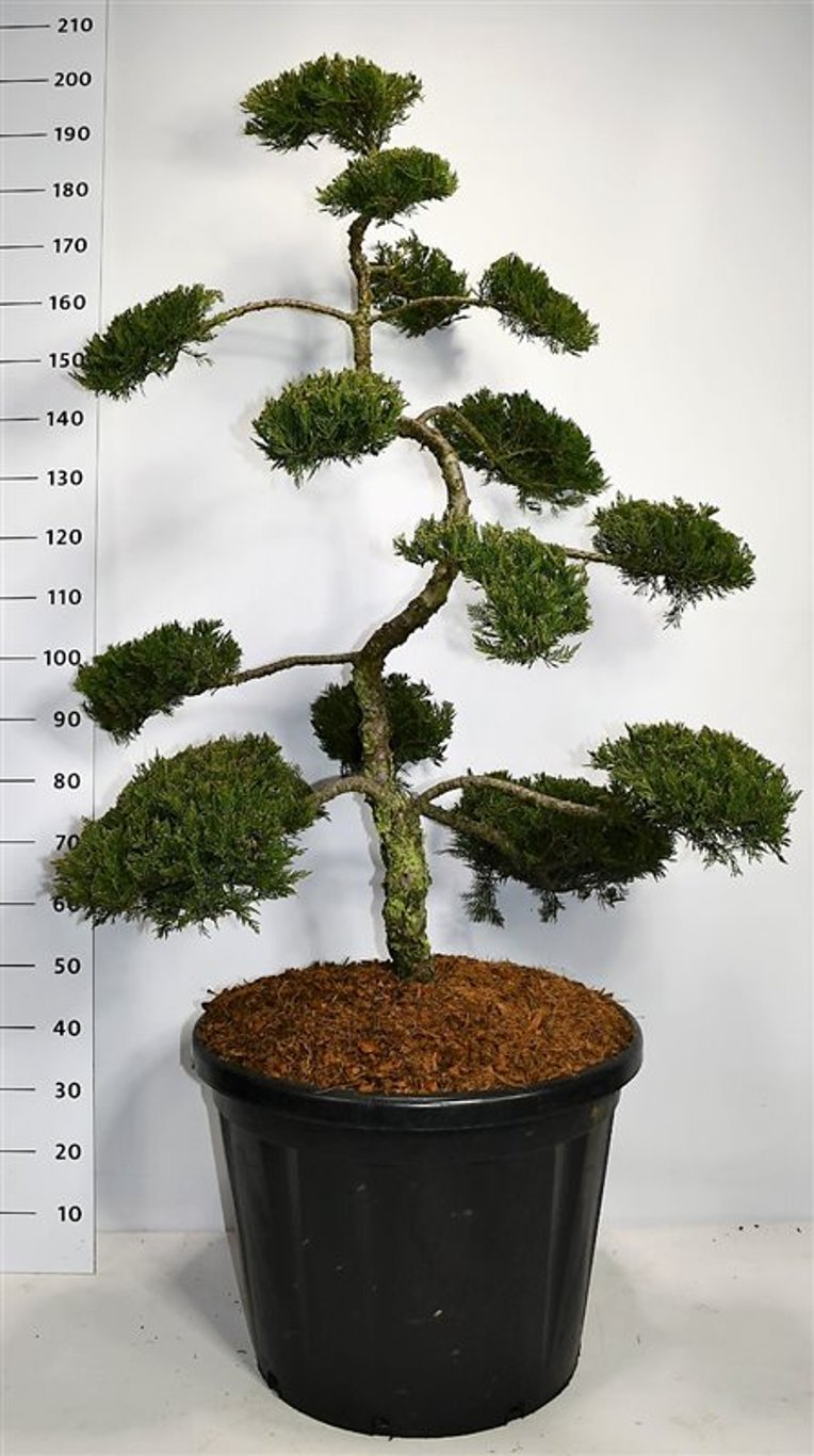 Juniperus sabina 'Rockery Gem' - 125-150 CM Bonsai Cont.